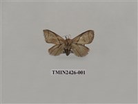 藏品(垂帶刺蛾)的圖片